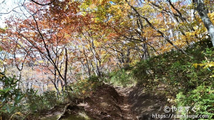 岩手山の登山道の紅葉