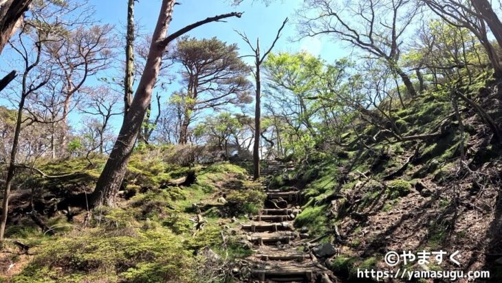 韓国岳の登山道の樹林帯