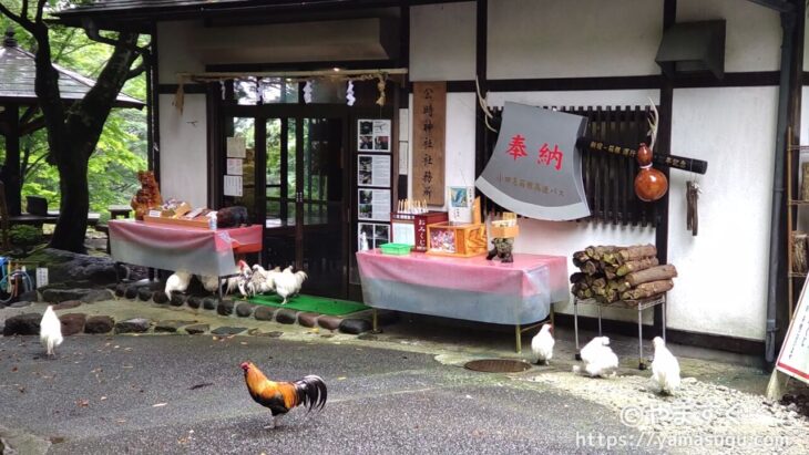 公時神社社務所とたくさんのニワトリ